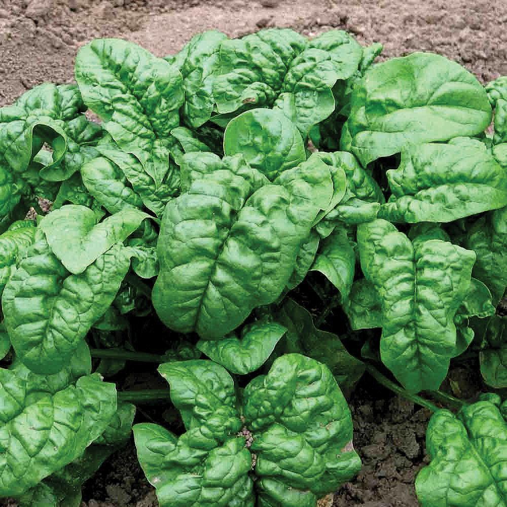 Fresh Giant Nobel Spinach leaves from MIgardener, showcasing vibrant green spinach on a natural background.