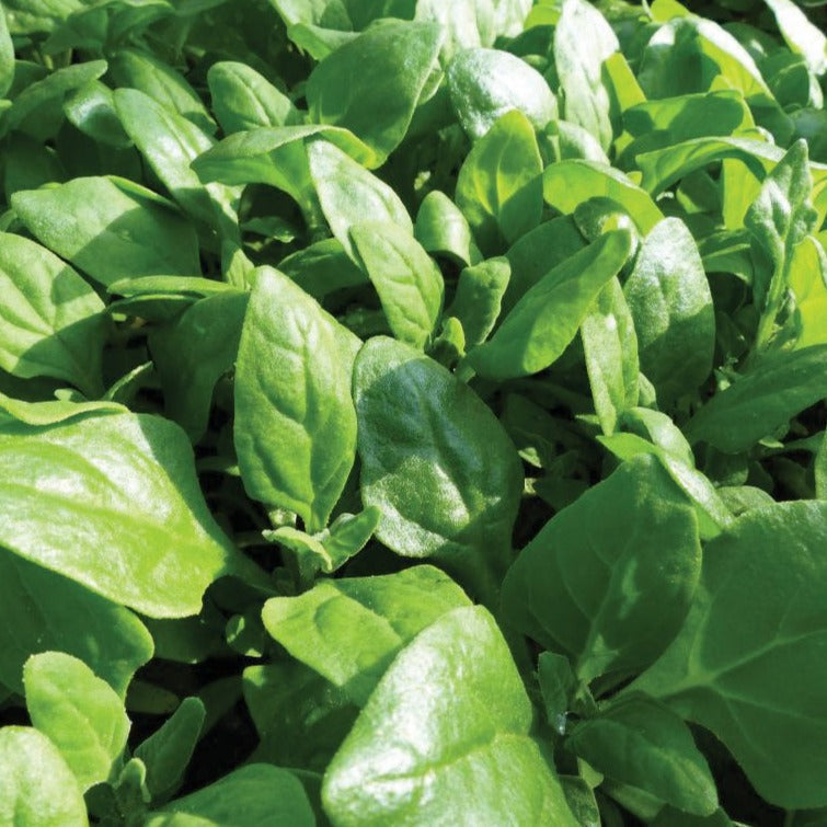 Fresh New Zealand Spinach from MIgardener, vibrant green leafy vegetable with broad, tender leaves suitable for salads and cooking.