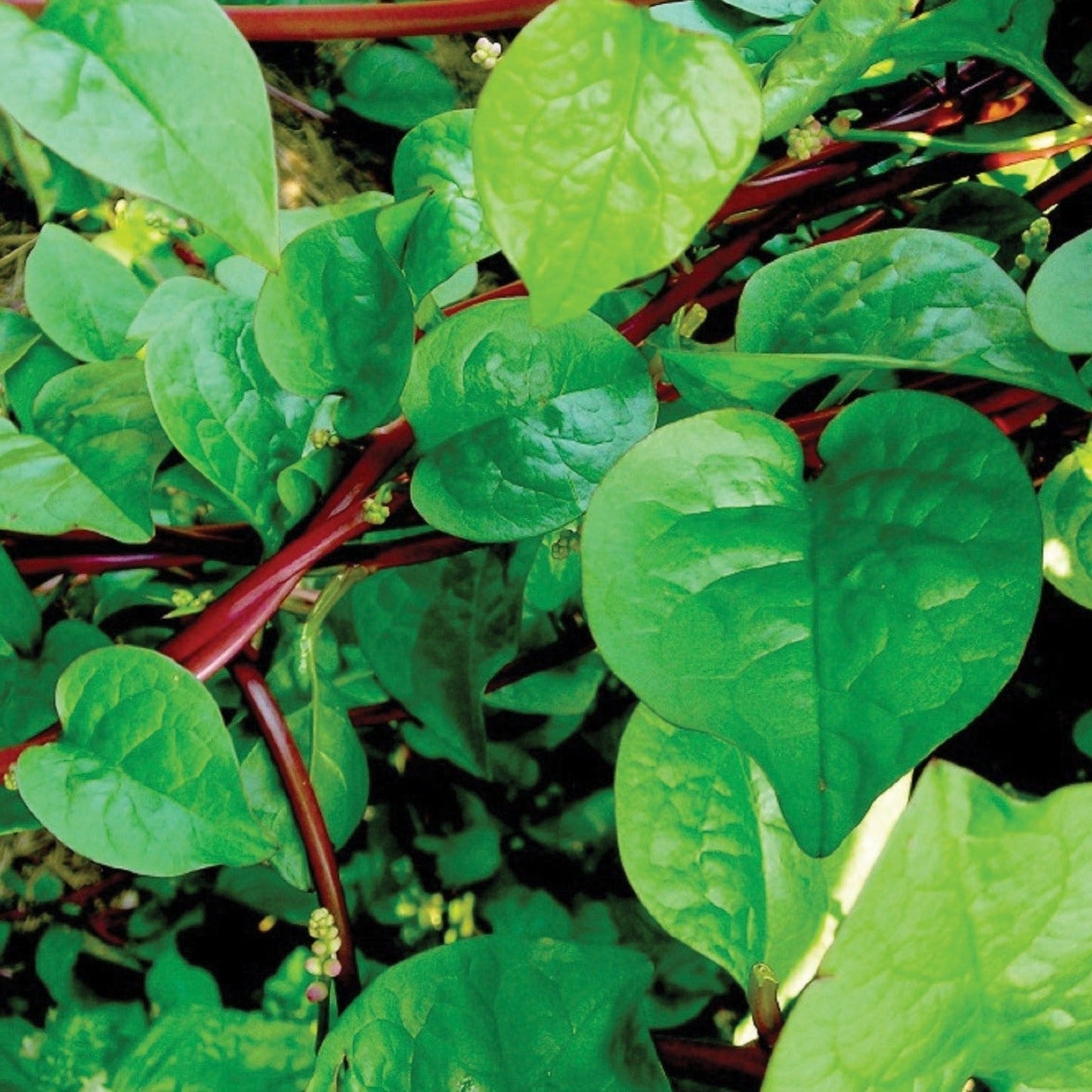Fresh red Malabar spinach plant from MIgardener, showcasing vibrant green and red leaves on healthy stems.