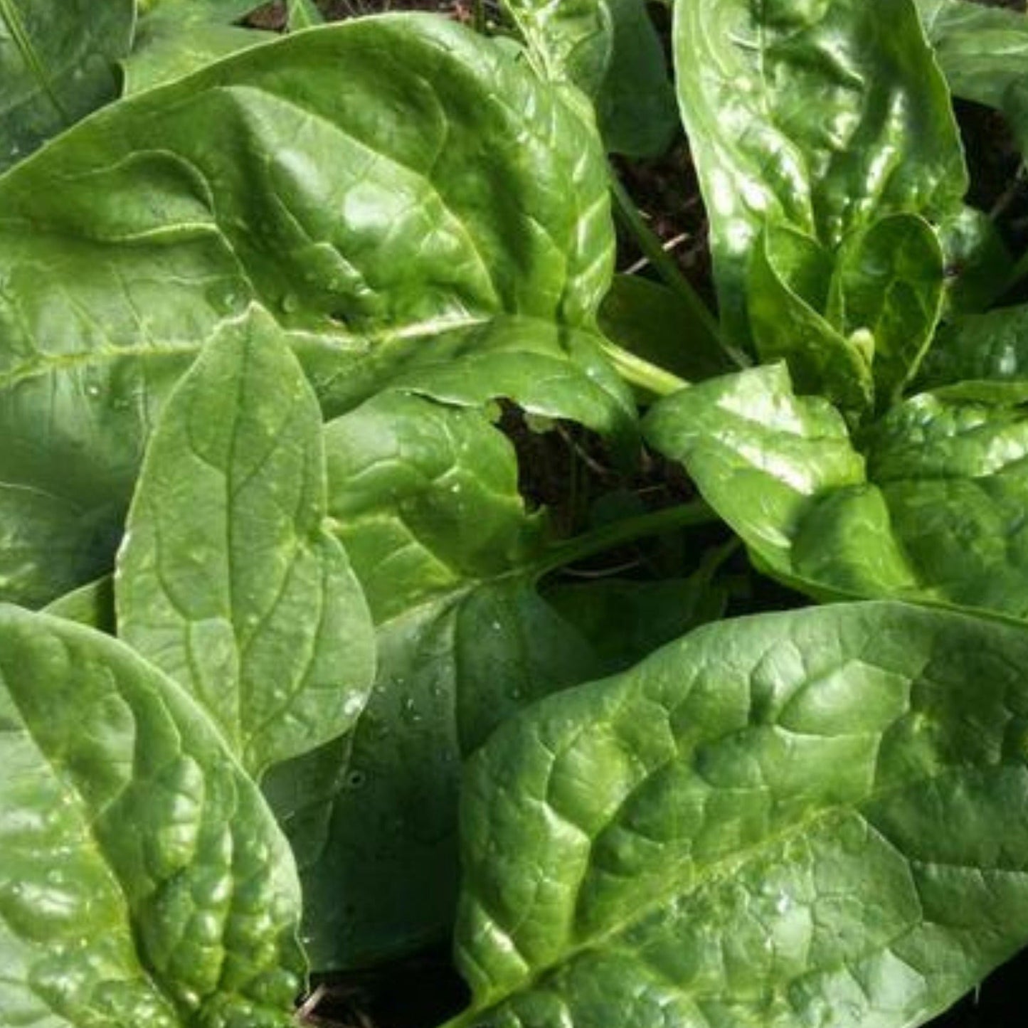 Fresh Winter Giant Spinach by MIgardener, vibrant green spinach leaves on a garden bed ready for harvest.