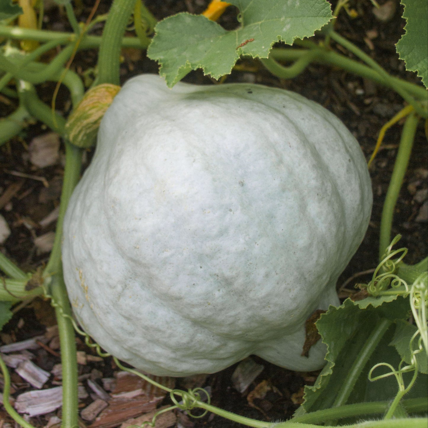 Blue Hubbard Squash - Blessings Grow Meadows