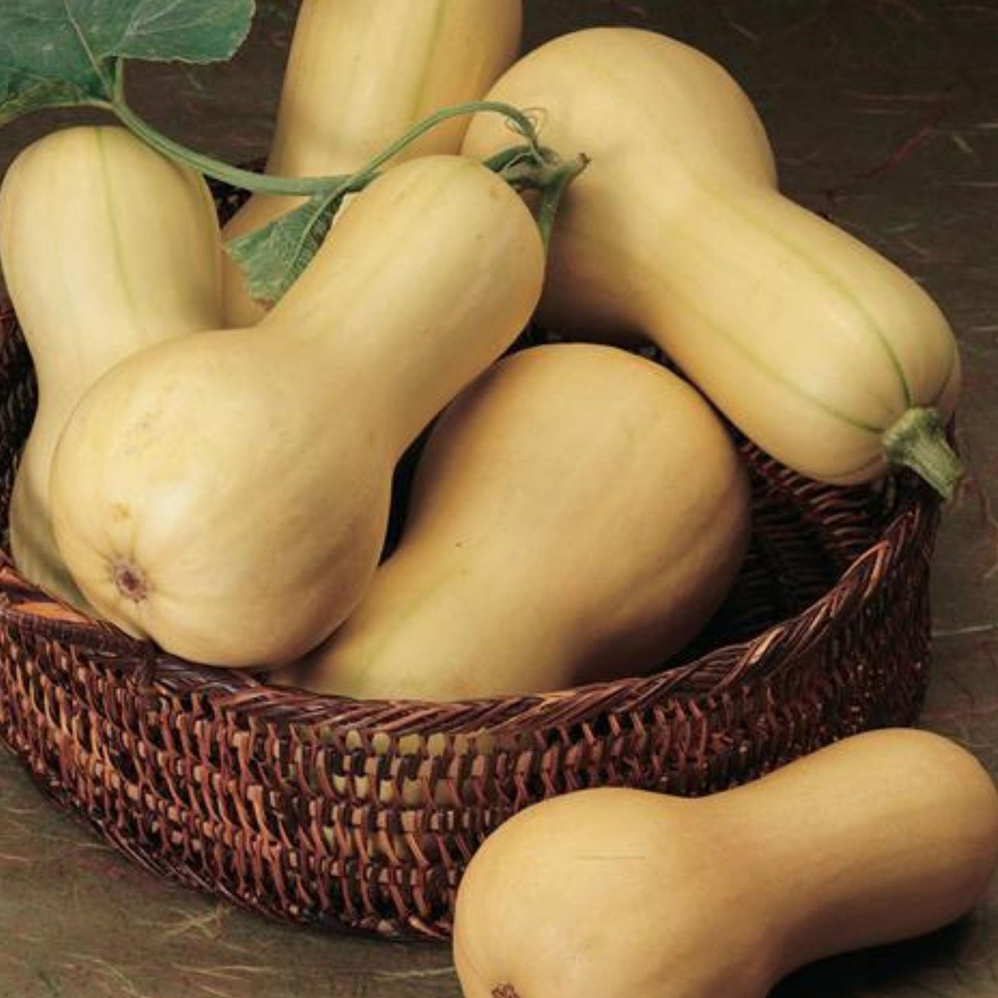 Butterbush squash from MIgardener, showcasing vibrant green and orange squash with a smooth, rounded shape and textured skin.