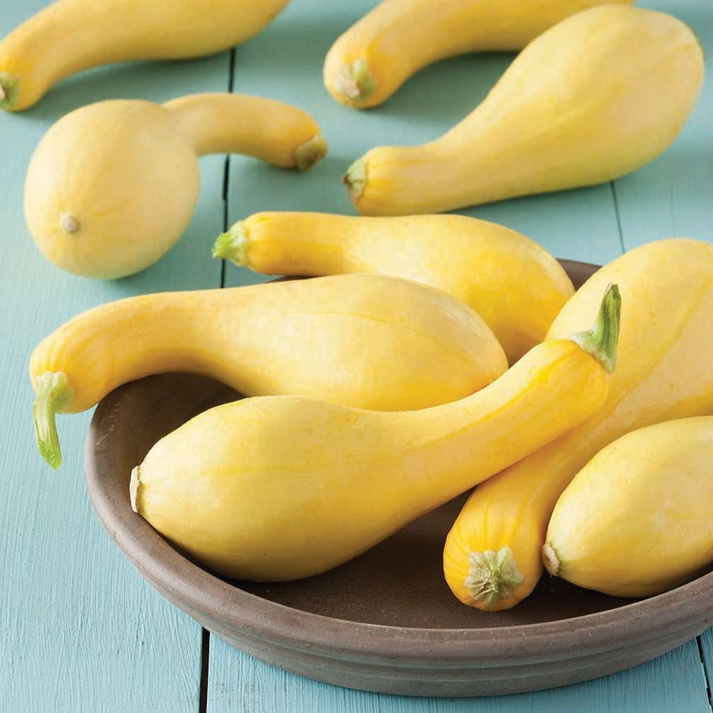 Crookneck squash from MIgardener showing vibrant yellow, curved squash with textured skin, ready for harvest.