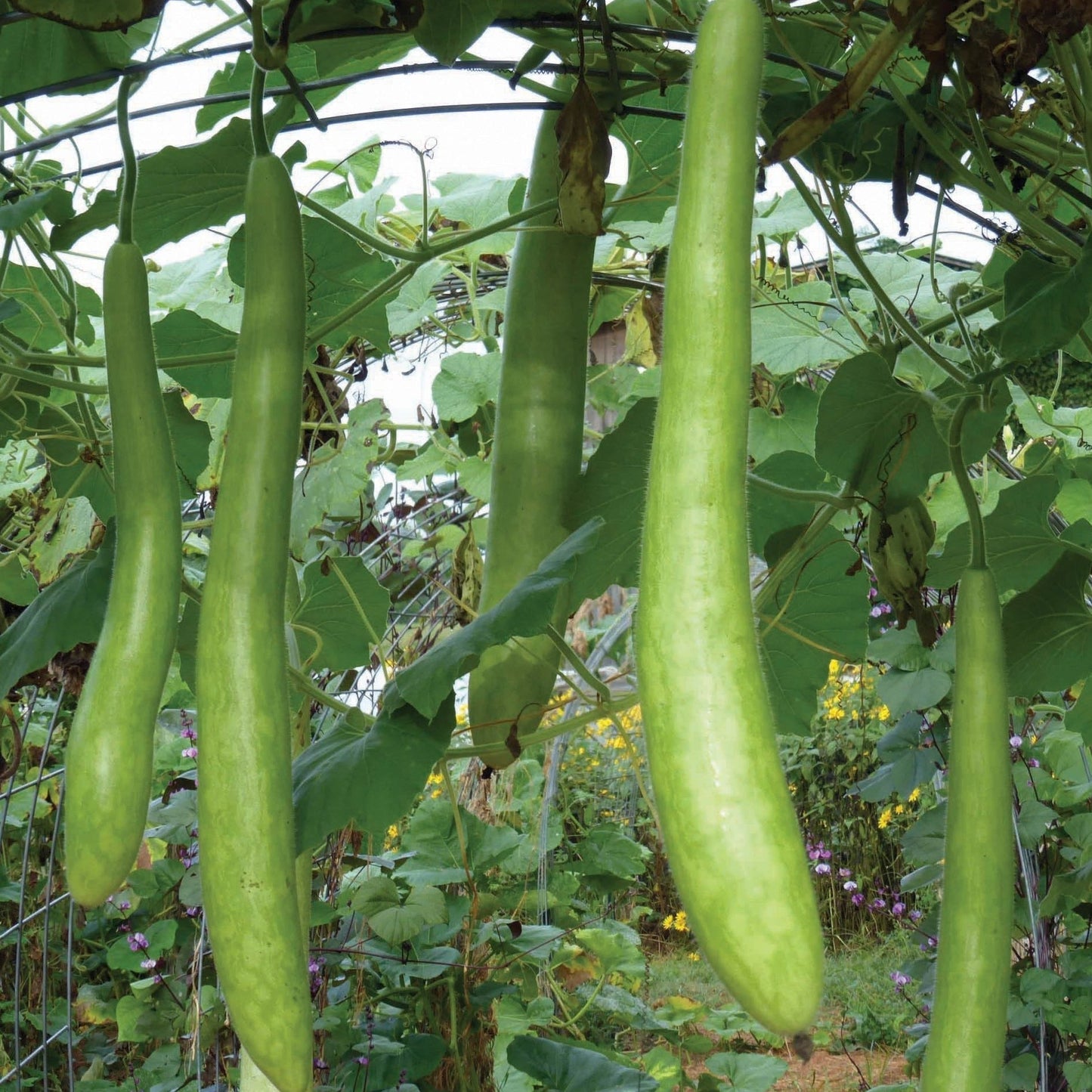 Fresh Cucuzzi squash from MIgardener, showing its elongated green shape and ridged skin, ready for cooking or harvest.