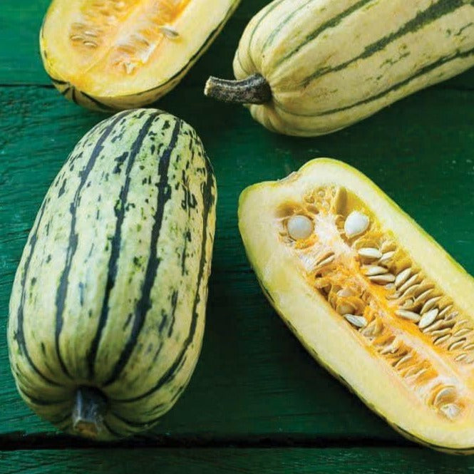 Fresh Delicata squash from MIgardener, showcasing its elongated shape and golden-yellow striped skin.