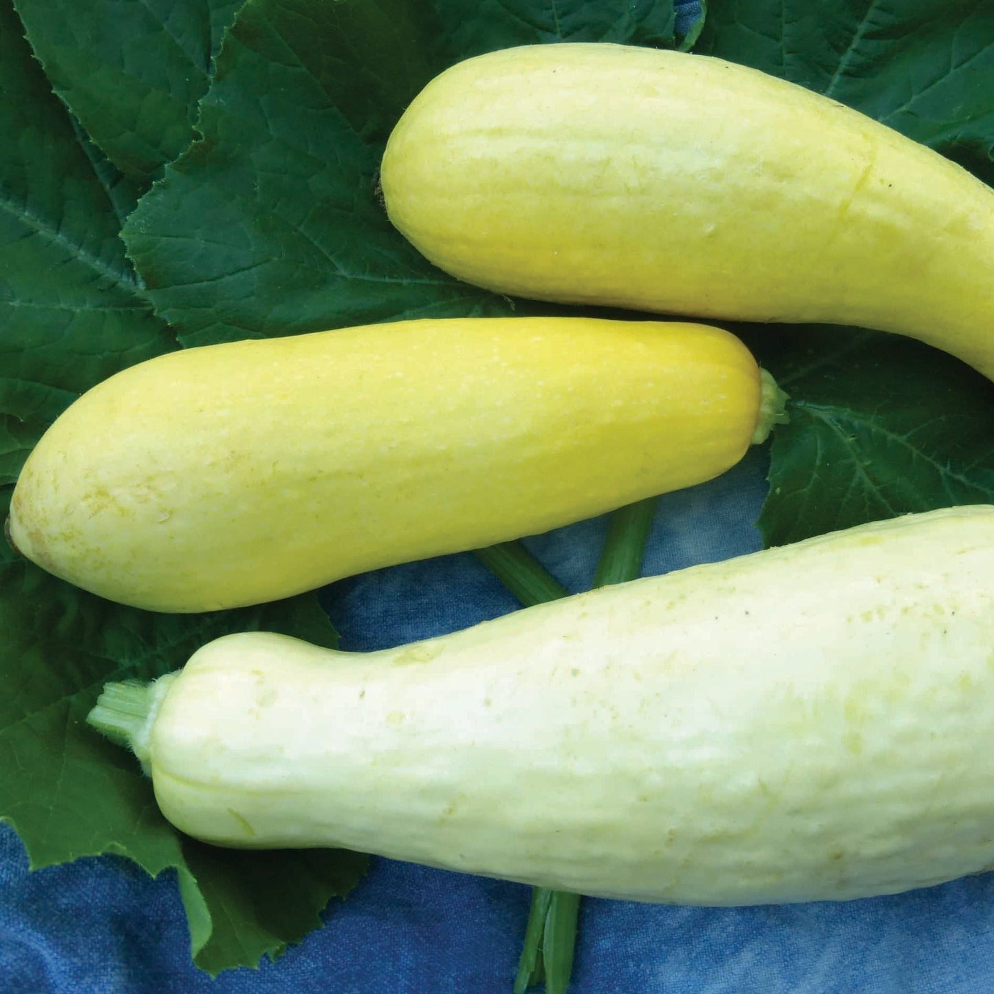 Early Prolific Straightneck Squash by MIgardener, fresh green squash with smooth skin and straight shape, ready for harvest.