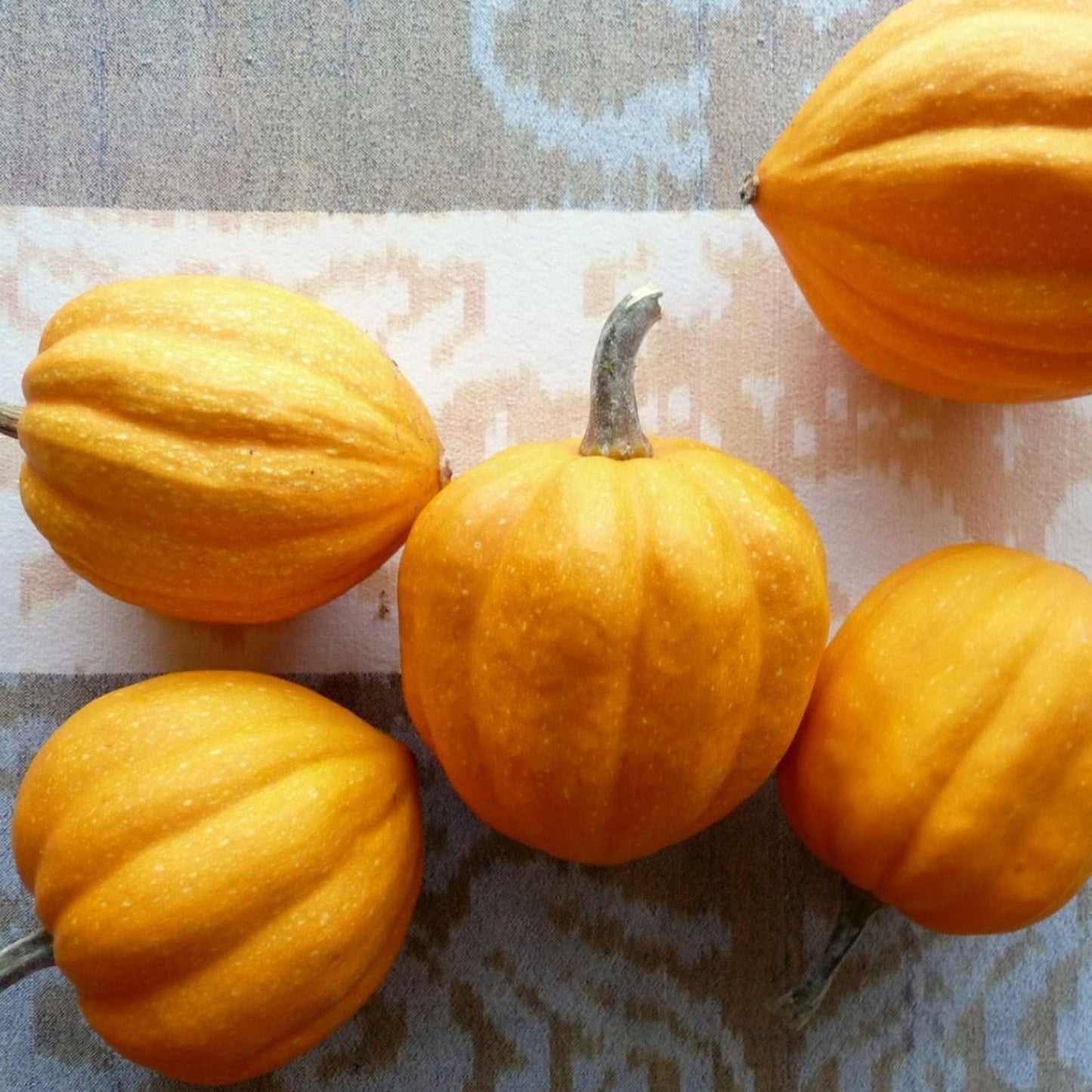Fresh Gill's Golden Pippin Squash from MIgardener, showcasing its bright yellow skin and round shape on a garden backdrop.