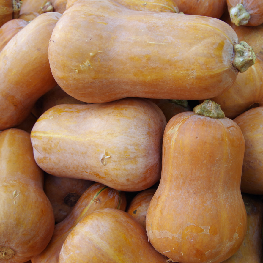 Honeynut squash from MIgardener, bright orange squash with a smooth, rounded shape and a short stem, ready for harvest.