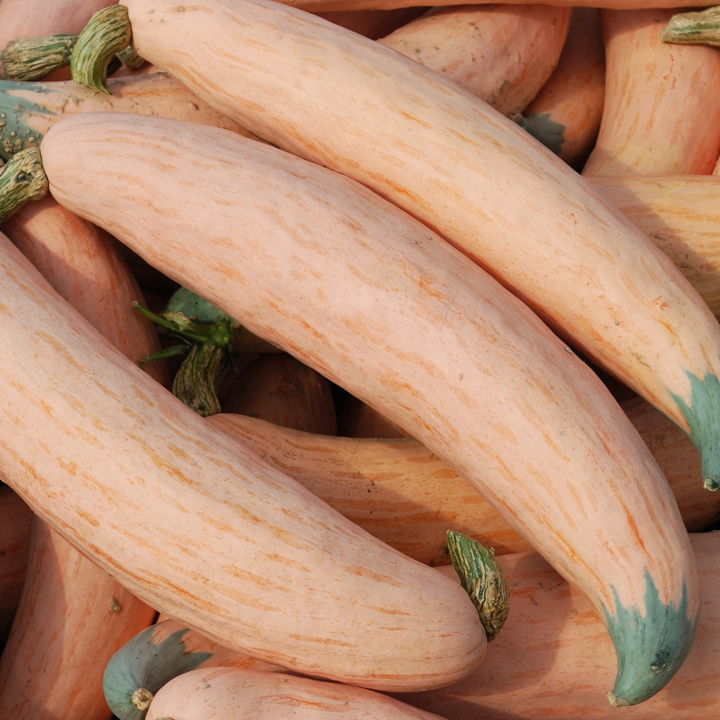 North Georgia Candy Roaster Squash from MIgardener, showing its large, ribbed orange squash with smooth skin and distinctive shape.