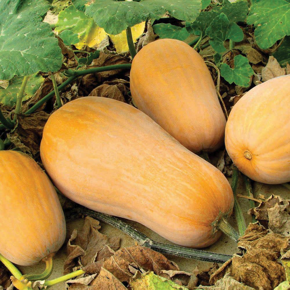 Waltham Butternut Squash from MIgardener, ripe and ready to harvest, with smooth orange skin and a bulbous shape.
