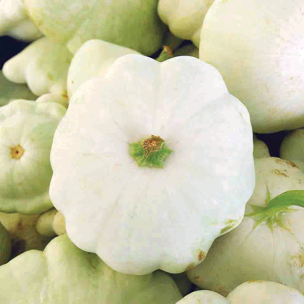 White scallop squash from MIgardener, showing a fresh, round squash with scalloped edges and smooth white skin.