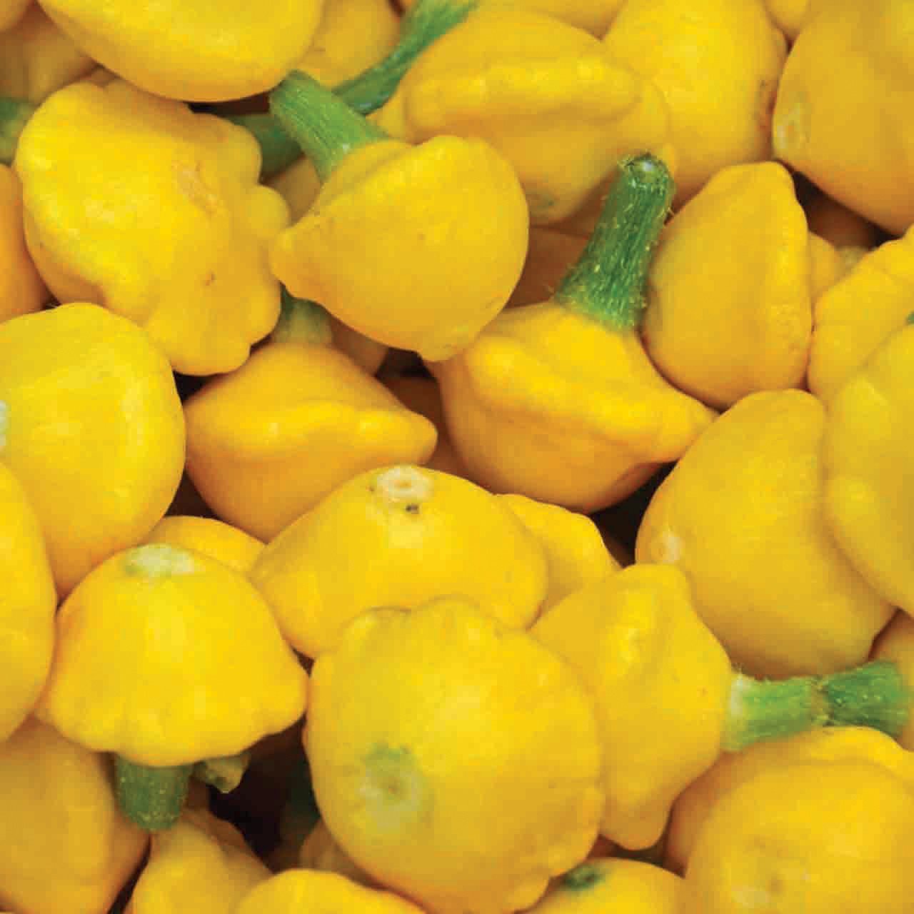 Yellow Scallop Squash from MIgardener, showcasing vibrant, fan-shaped squash with ridged edges on a garden plant.