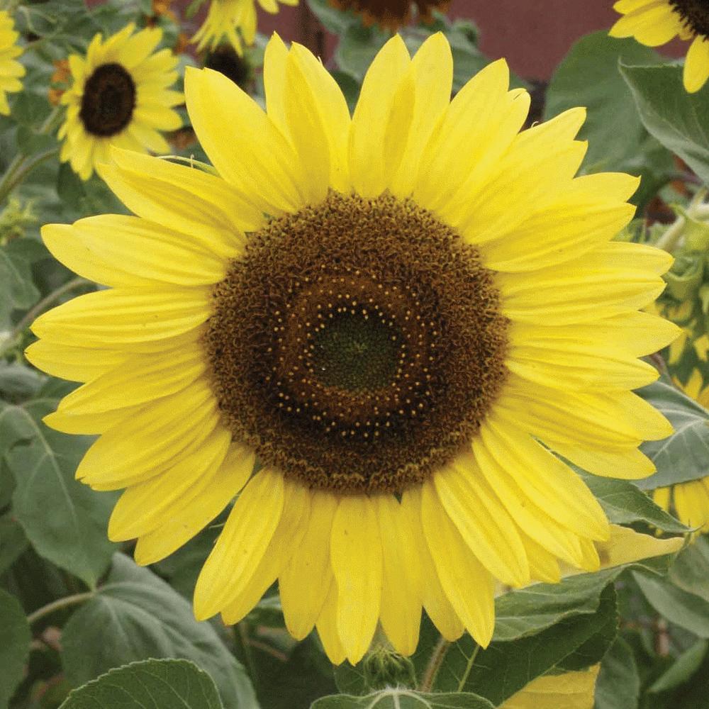 Lemon Queen sunflower by MIgardener with bright yellow petals and a green stem, showcasing its large, vibrant bloom.