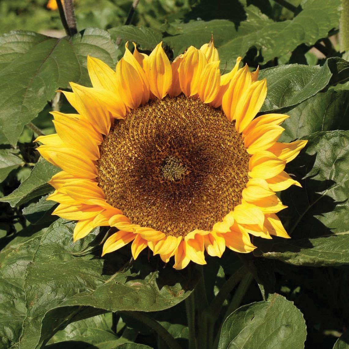 Dwarf Sunflower by MIgardener with bright yellow petals and green foliage, showcasing a compact sunflower plant.