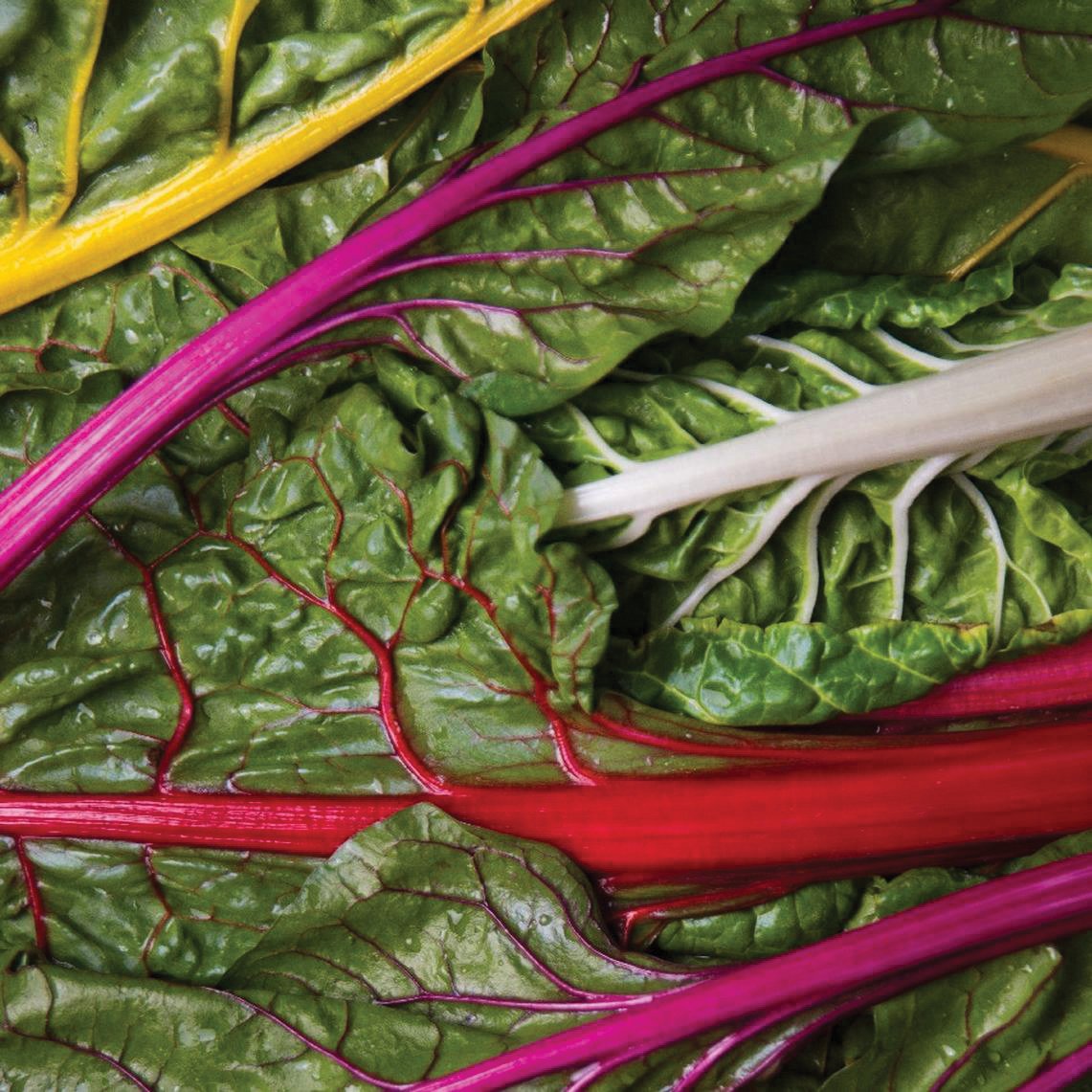 Colorful Rainbow Swiss Chard leaves from MIgardener, showcasing vibrant red, yellow, and green stalks and leafy greens.