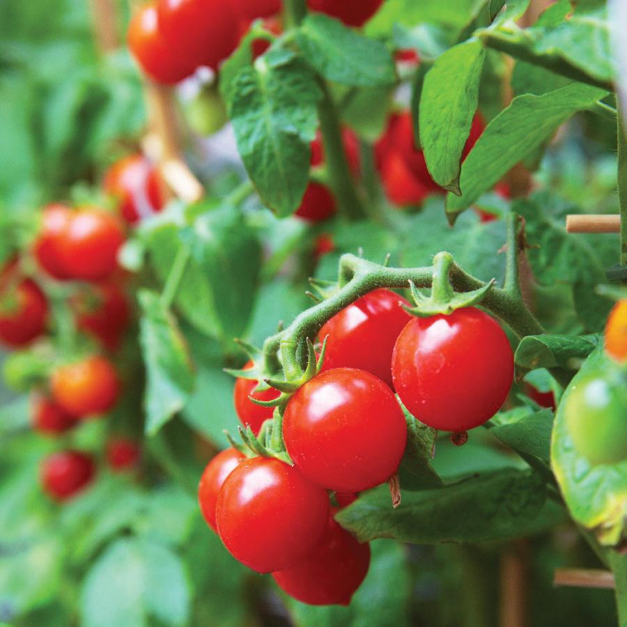 Healthy 42 Day Tomato plant from MIgardener, featuring lush green foliage and thriving stems ready for planting.