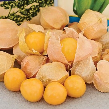 Aunt Molly's Ground Cherry tomato plant by MIgardener with ripe ground cherries hanging from the bush.