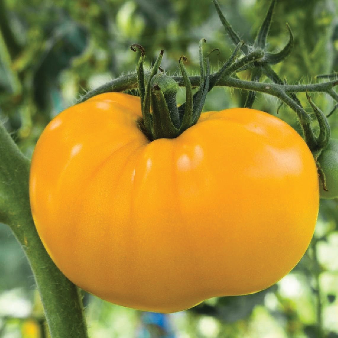 Ripening Azoychka tomato from MIgardener, showcasing its vibrant red color and round shape on the plant.