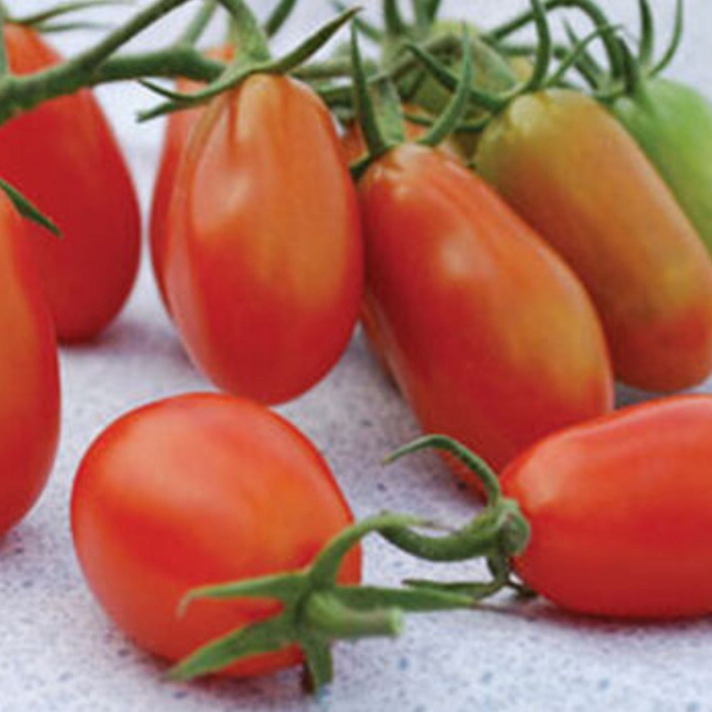 Fresh Baby Roma Tomato from MIgardener, showcasing small, ripe, red tomatoes on the vine.