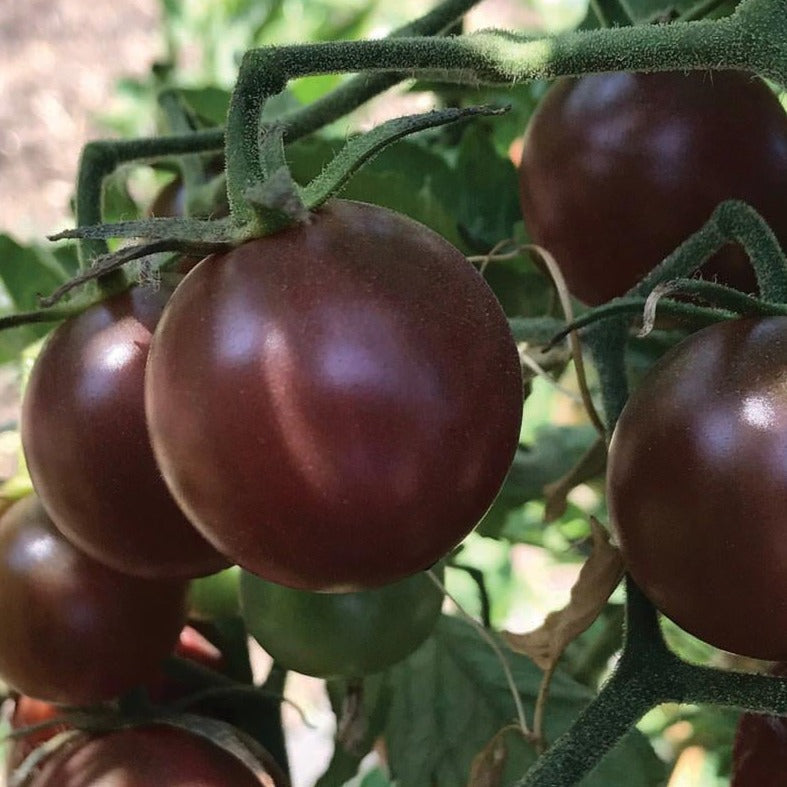 Black cherry tomato from MIgardener, small round ripe tomato with dark red and purple hues, on the vine.