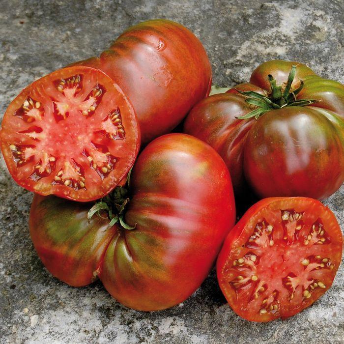Black Sea Man tomato from MIgardener, showcasing ripe, dark purple-black tomatoes with smooth skin and vibrant coloration.