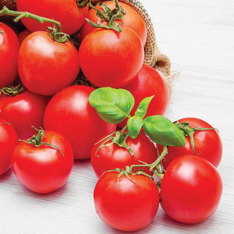 MIgardener Chadwick Cherry Tomato plant with ripe red cherry tomatoes on the vine.
