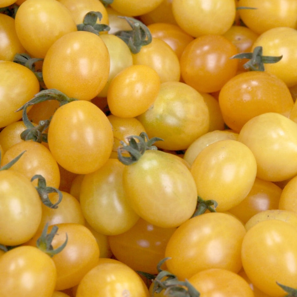 Ripening Champagne Bubbles Tomato from MIgardener, showing its vibrant red color and smooth, round shape on the vine.