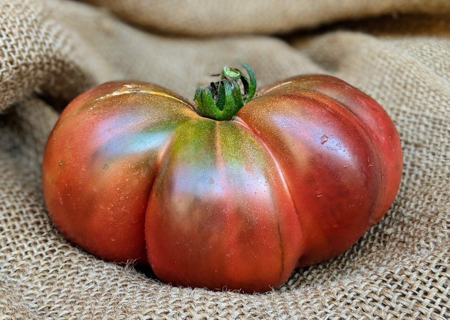 Cherokee Purple Tomato from MIgardener, showcasing ripe, dark purple heirloom tomato with green stems on a plant.