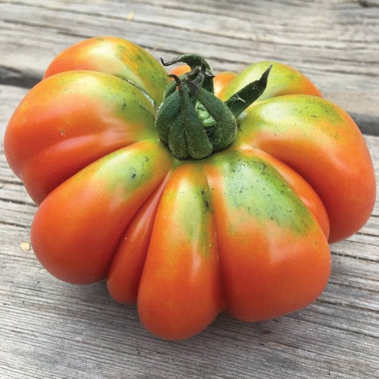 Costoluto Genovese tomato from MIgardener, showing ripe, vibrant red heirloom tomato with distinctive ridges and lush green foliage