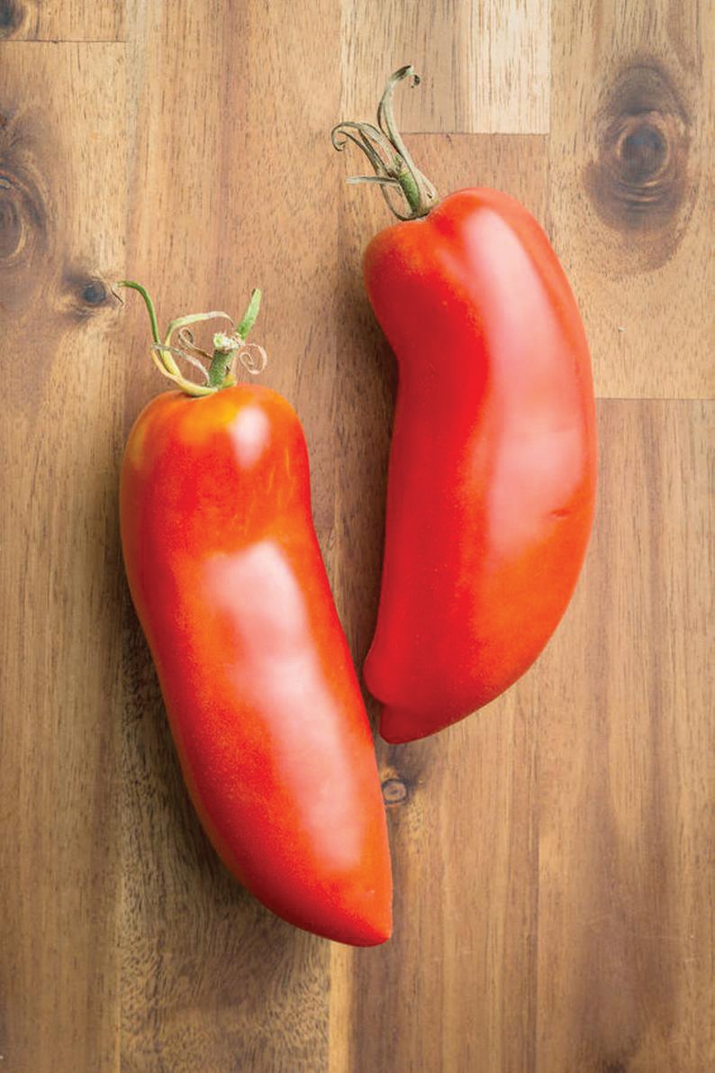 Healthy Federle Tomato by MIgardener, showing ripe red tomato with green leaves on a plant.