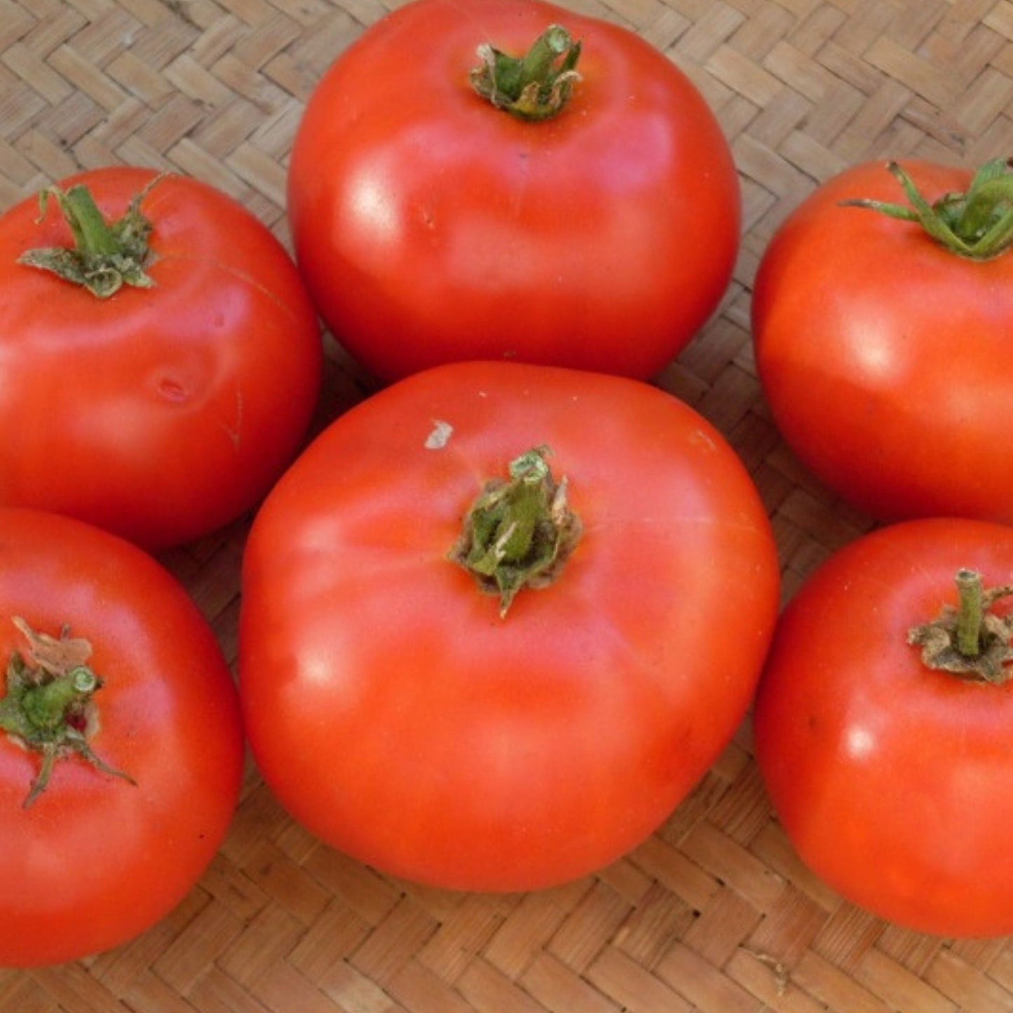 Red Fireworks Tomato from MIgardener with vibrant, shiny skin and a round, plump shape on a white background.
