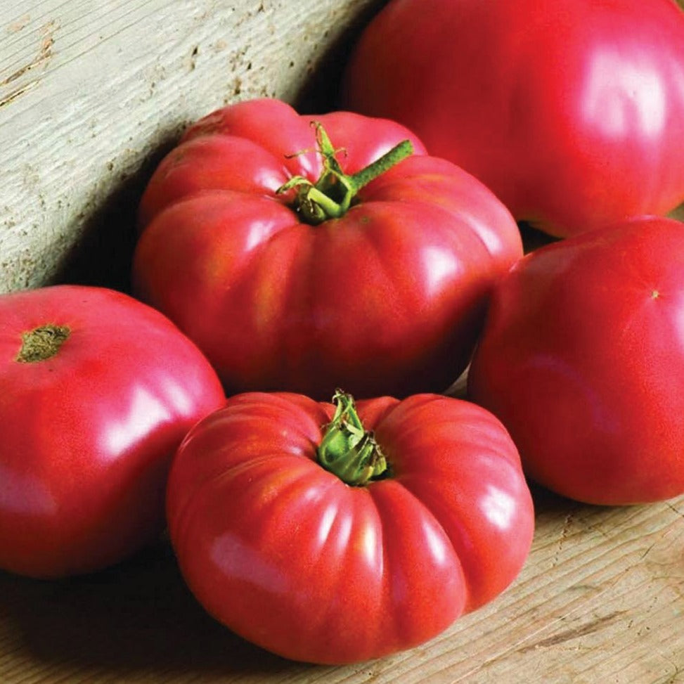 German Johnson tomato from MIgardener, ripe red heirloom tomato with smooth skin and vibrant color, perfect for fresh eating and cooking.