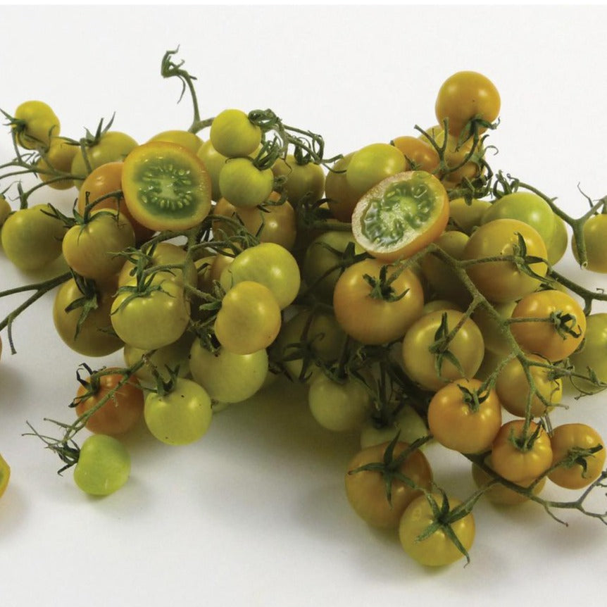 Fresh Gobstopper Tomato from MIgardener, vibrant red heirloom tomato with smooth skin and round shape.