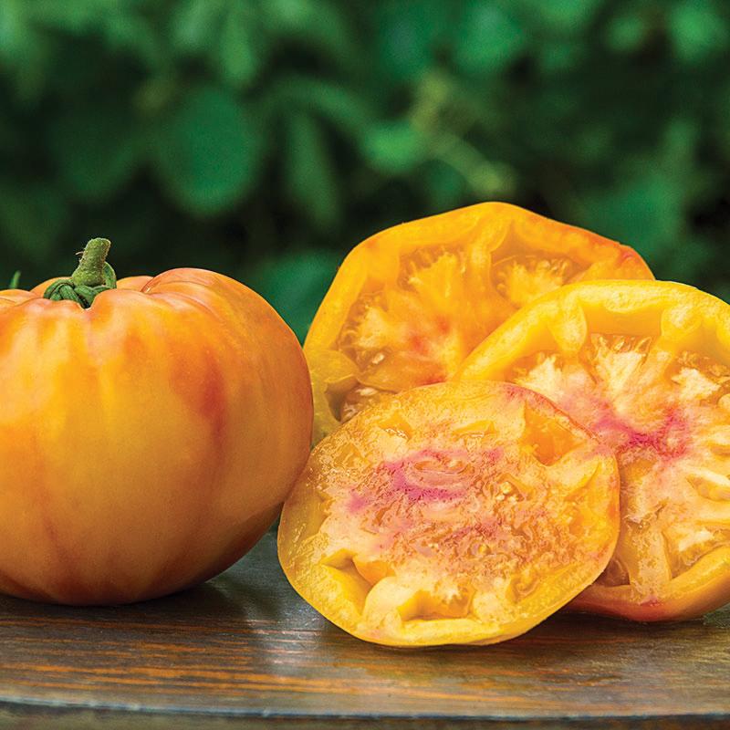 Fresh Gold Medal Tomato from MIgardener, ripening on the vine with vibrant red color and lush green foliage.