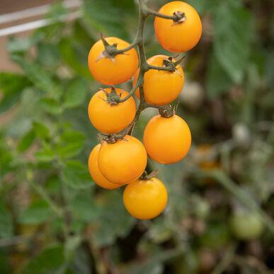 Ripening Gold Nuggets Tomato by MIgardener, vibrant yellow heirloom tomato on the plant with lush green foliage