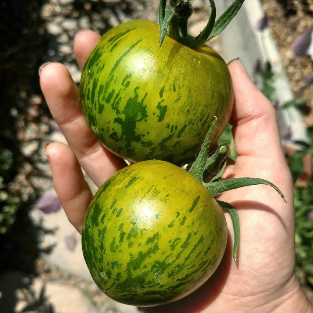 Green Zebra Tomato from MIgardener, showcasing vibrant green and yellow-striped heirloom tomato on the plant.
