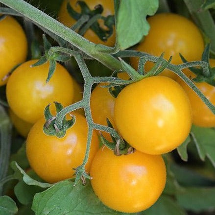 Yellow Gooseberry Tomato from MIgardener, with vibrant yellow fruits and lush green foliage, ripe and ready for harvest.