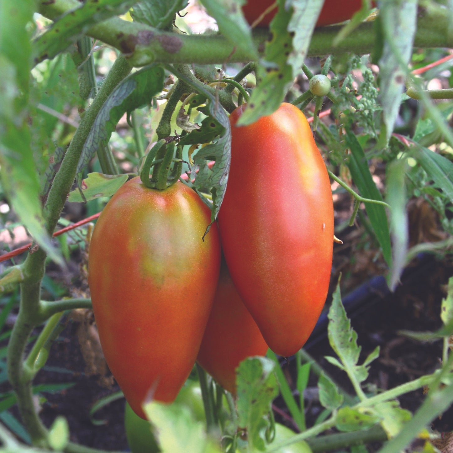Inciardi Paste Tomato by MIgardener, ripe red tomato with smooth skin, ideal for cooking and sauces.
