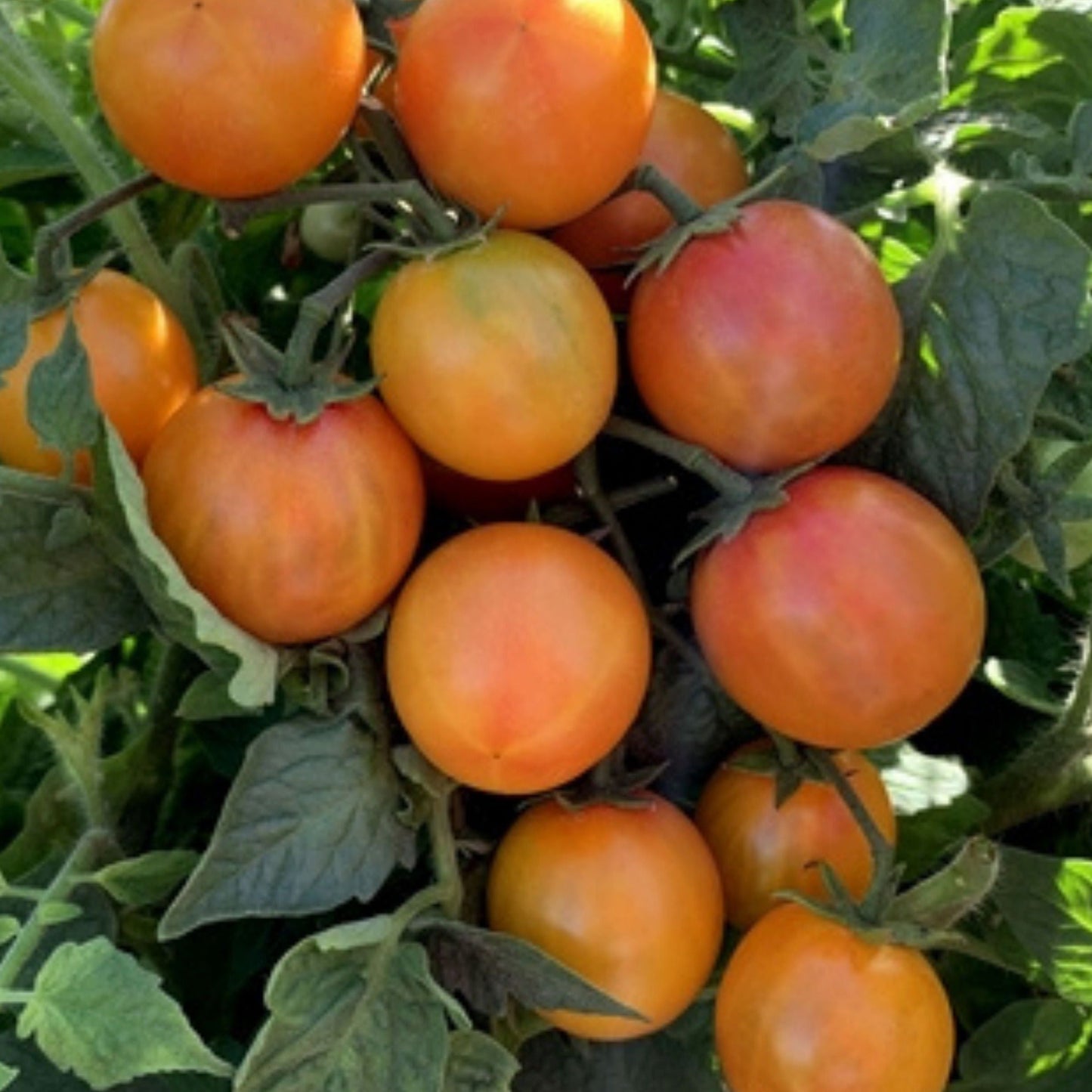Ripening Isis Candy Tomato from MIgardener showing vibrant red, glossy skin and plump, juicy fruit on the vine.
