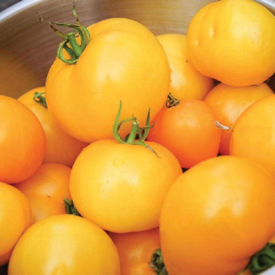 Ripe Jubilee tomato from MIgardener, showing its round shape and vibrant red color on the vine.