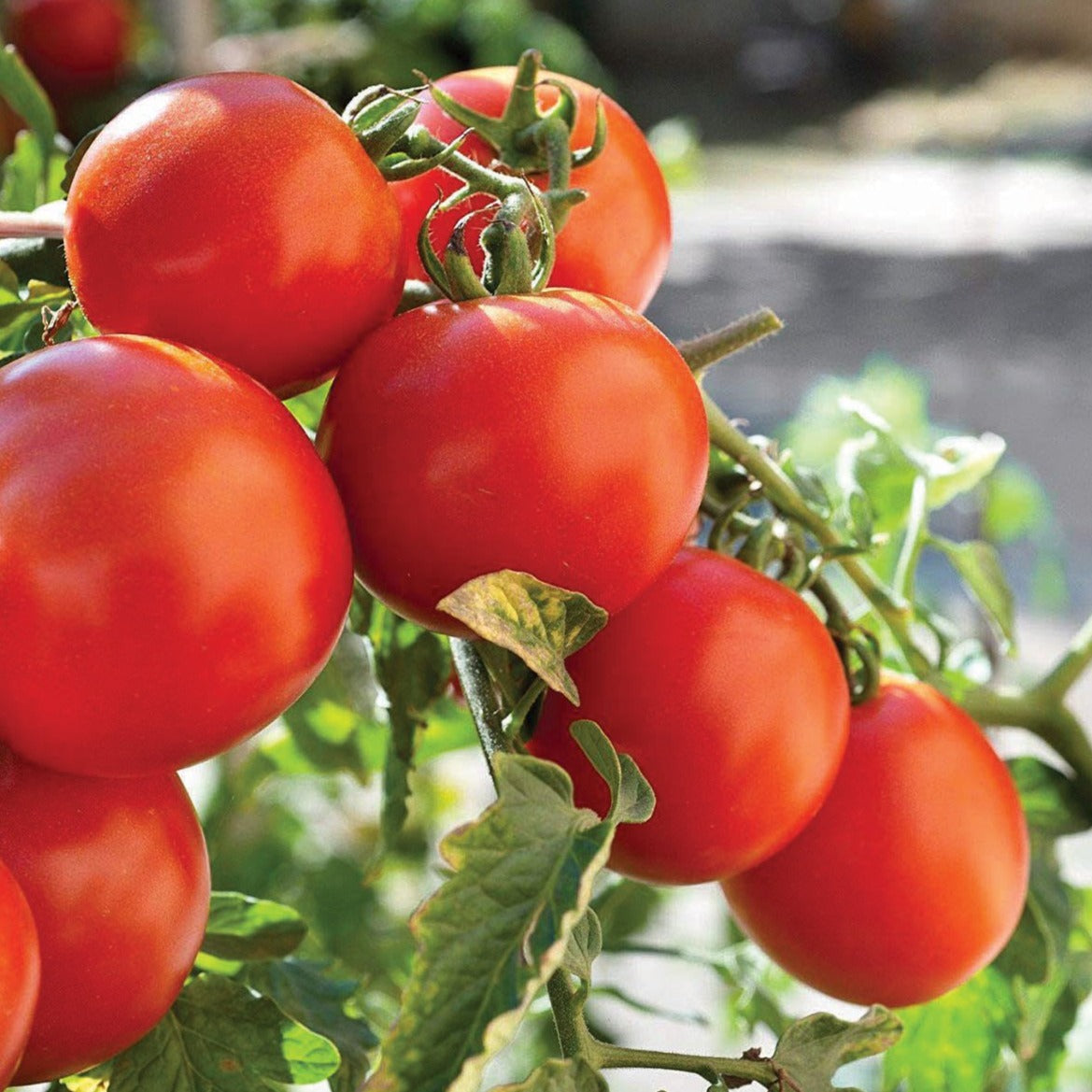 Healthy Marglobe tomato from MIgardener, ripe and red, with smooth skin and green leafy stem in a garden setting.