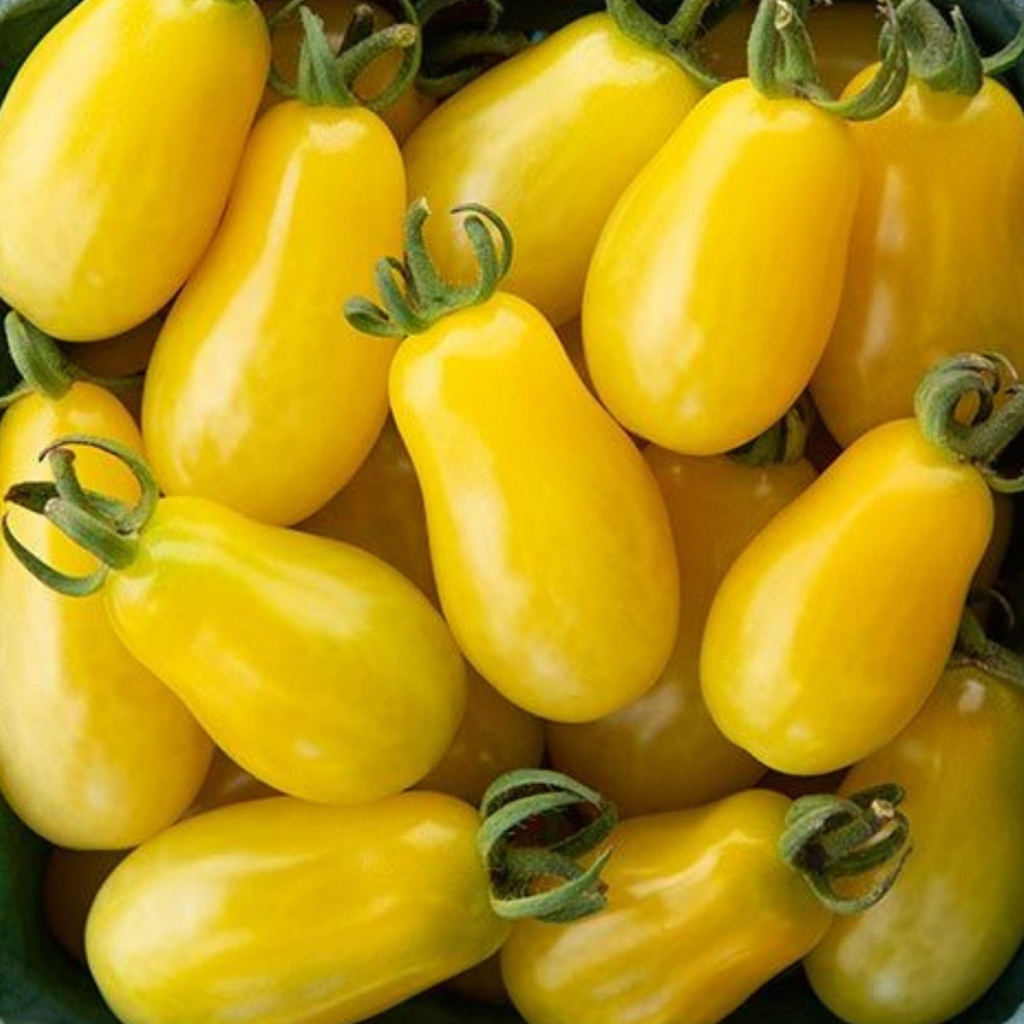 Ripening Moonbeam Grape Tomato from MIgardener, showcasing small, round, purple-colored tomatoes on the vine.