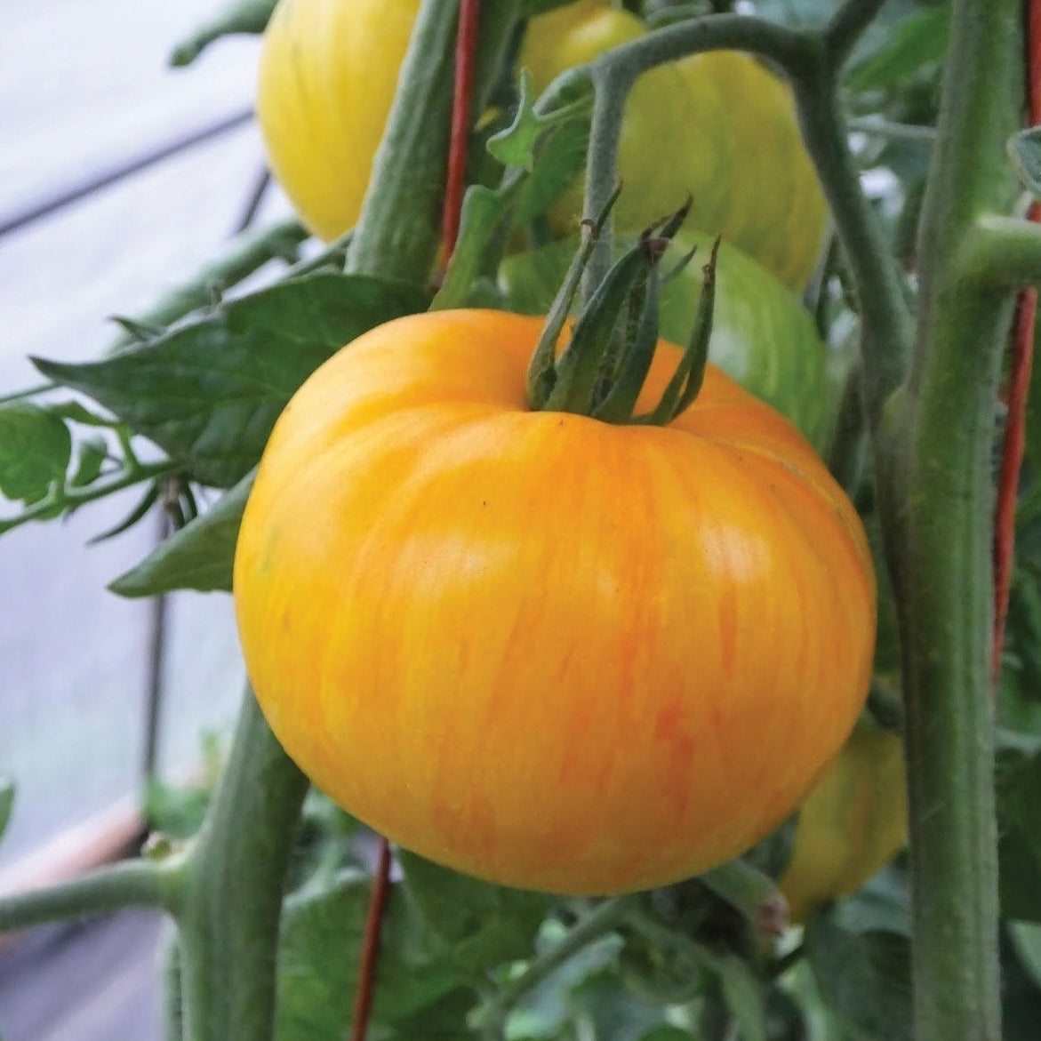 Fresh MIgardener Pork Chop Tomato with vibrant red skin and green stem, showcasing a healthy, ripe tomato ready for harvest.