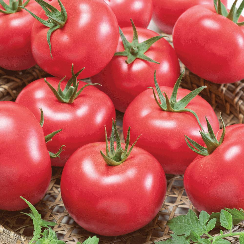 Porter tomato from MIgardener, fresh ripe red tomato with smooth skin, ideal for salads and cooking.