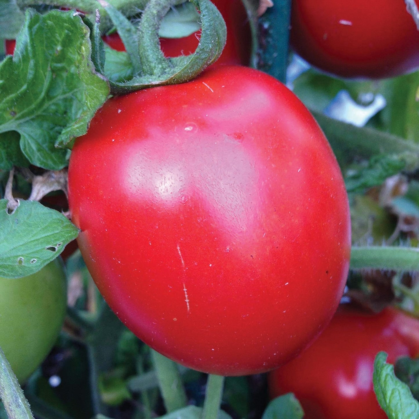 Rio Grande Tomato - Blessings Grow Meadows