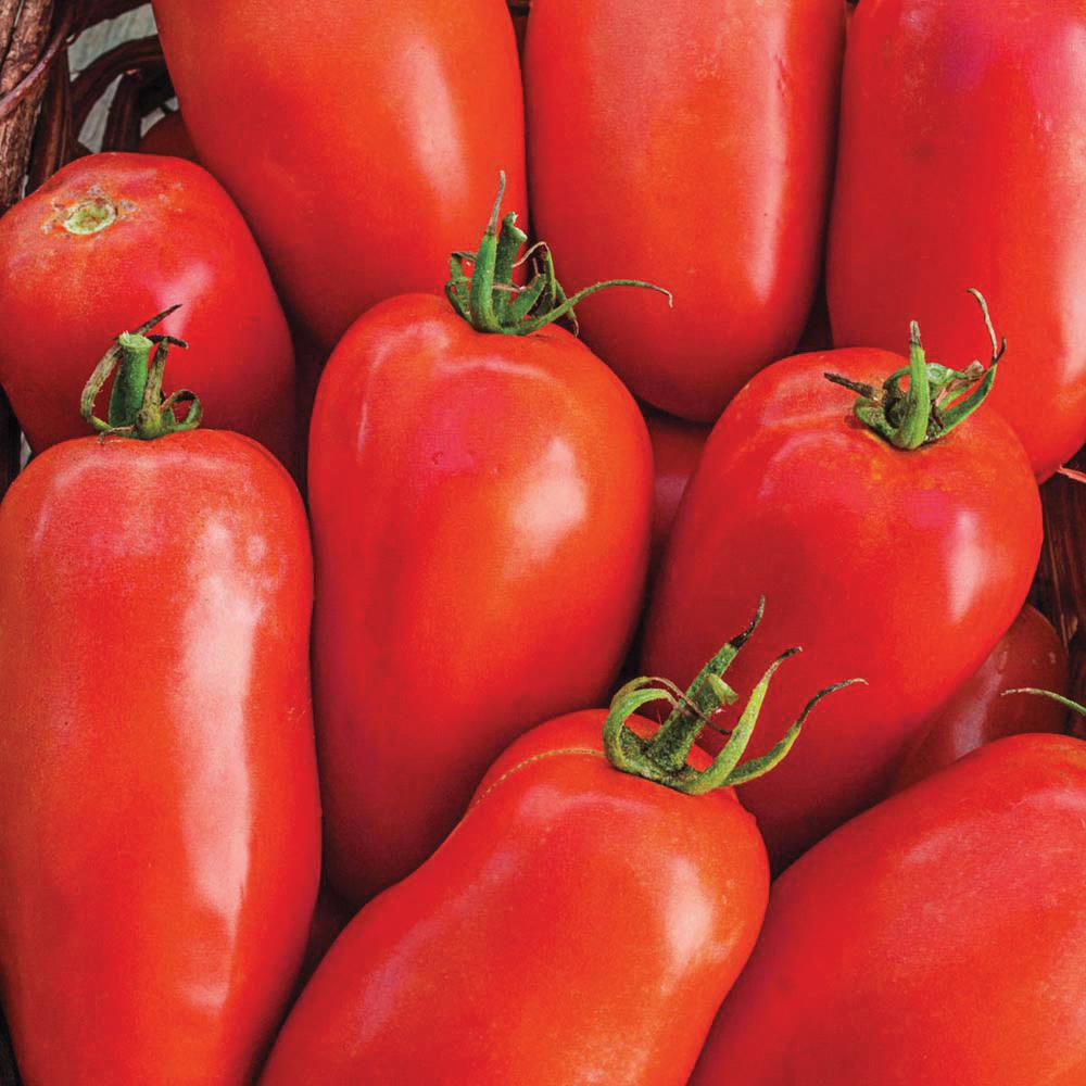 Fresh Roma tomato from MIgardener, showcasing its vibrant red color and smooth, oval shape on a white background.