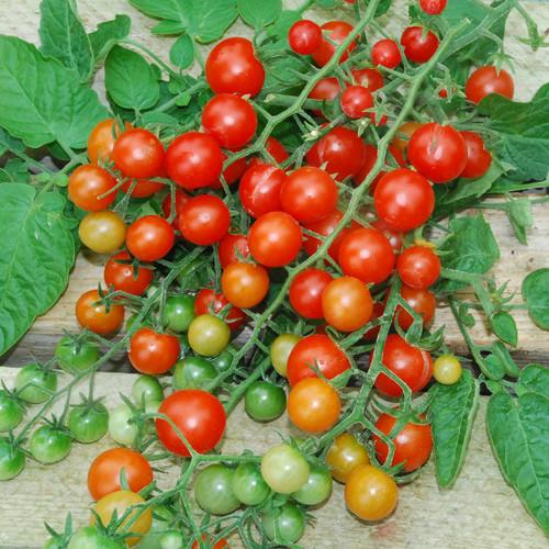 Tess's Land Race Currant Tomato - Blessings Grow Meadows