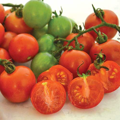 Tommy Toe Tomato by MIgardener showcasing a ripe, small, cherry-style tomato on the vine with green leaves.