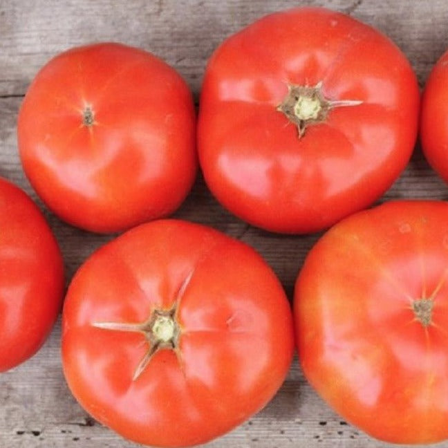 Healthy Trophy Tomato plant from MIgardener, showcasing lush green foliage and ripe red tomatoes ready for harvest.