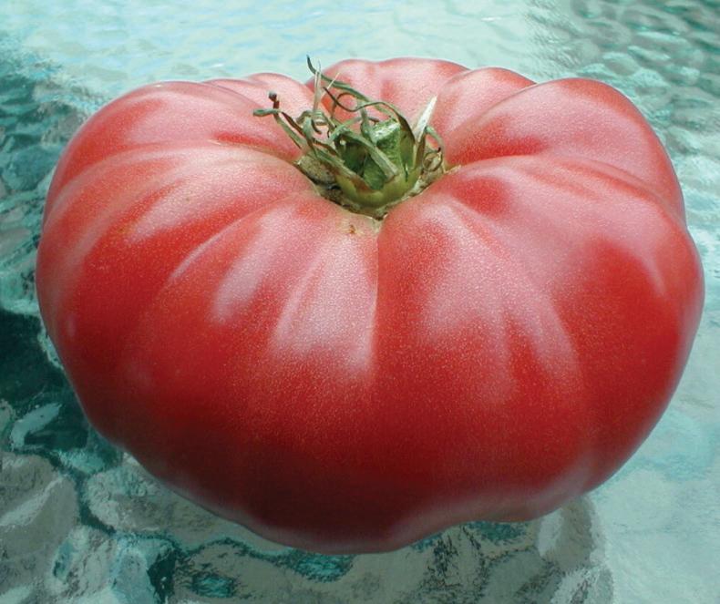 Fresh Watermelon Beefsteak Tomato from MIgardener showing large, vibrant, ripe red tomato with green foliage in the background.
